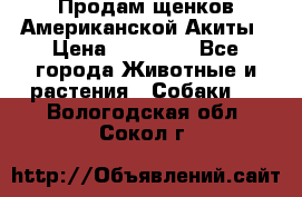 Продам щенков Американской Акиты › Цена ­ 25 000 - Все города Животные и растения » Собаки   . Вологодская обл.,Сокол г.